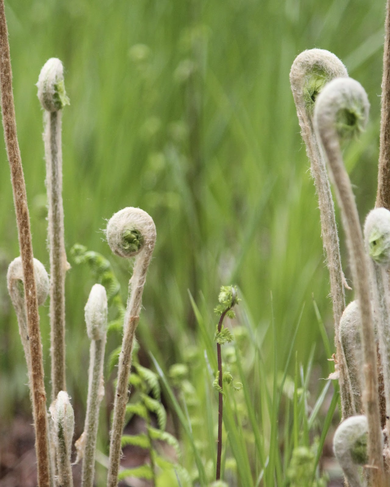 fiddlehead ferns toxic